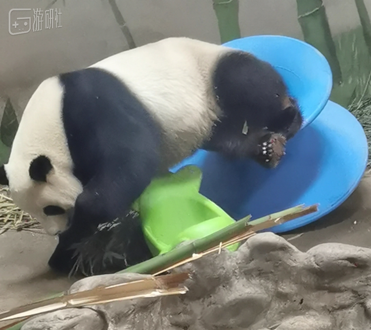 深受孩子们喜爱，也算是镇园之宝了