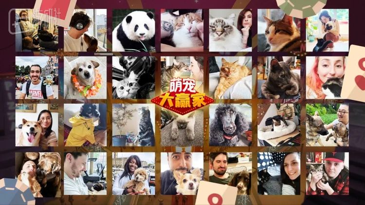 开发团队和自家宠物的合影