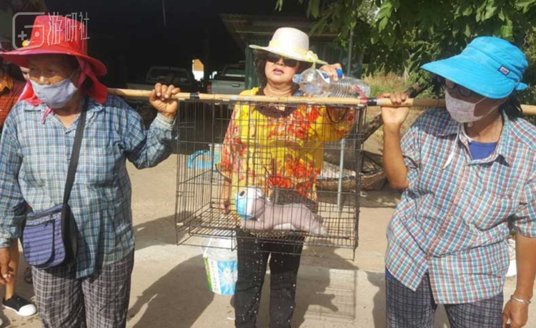 疫情期间，玩具猫也带上了口罩。