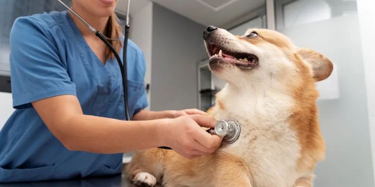 英伟达最新研究成果：显卡还能帮忙检测你家狗狗的心脏病