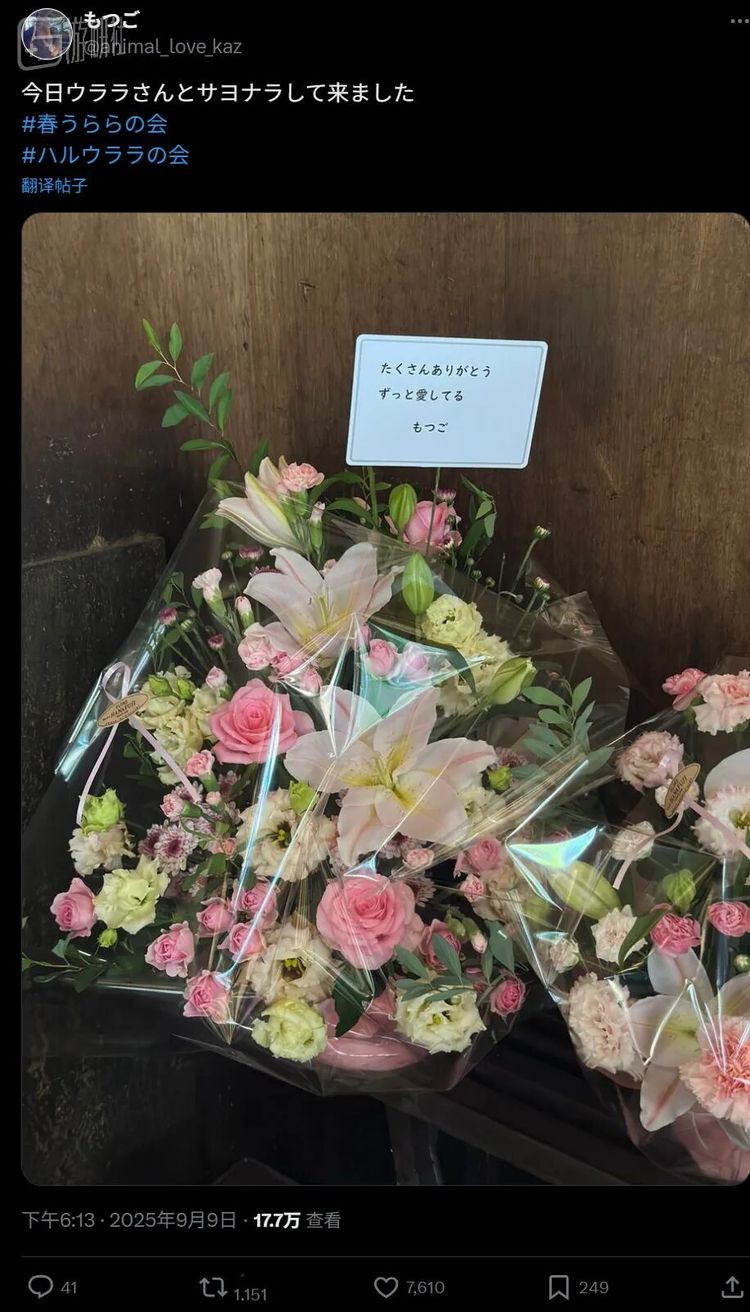 喜爱春乌菈菈的人们前往马场送花