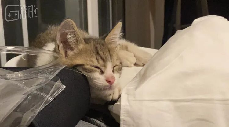 奶猫超绝赏味期