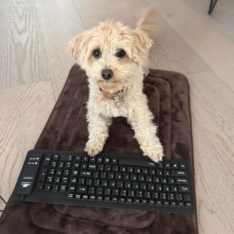 本文的主角Momo