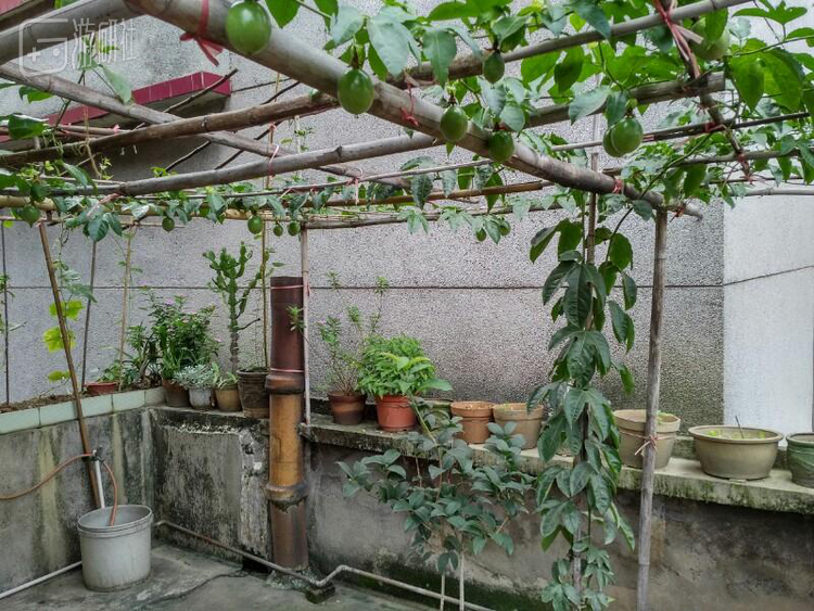 外婆家阳台本来是种葡萄，后来医生说酸甜的百香果更适合糖尿病血脂高的老人，于是多年的葡萄枝化作春泥。其实无论什么事物都离不开应分的量度，饮食是这样，医药一样。