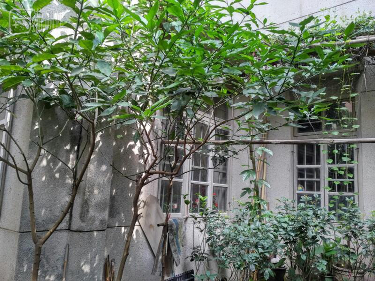 以前在外婆家玩游戏机，长辈听闻绿色养眼，所以要求我在植物底下玩，算是第一代朋克养生吧。镜头外还有一株爬墙杜鹃，可惜近半个月多雨被打残。