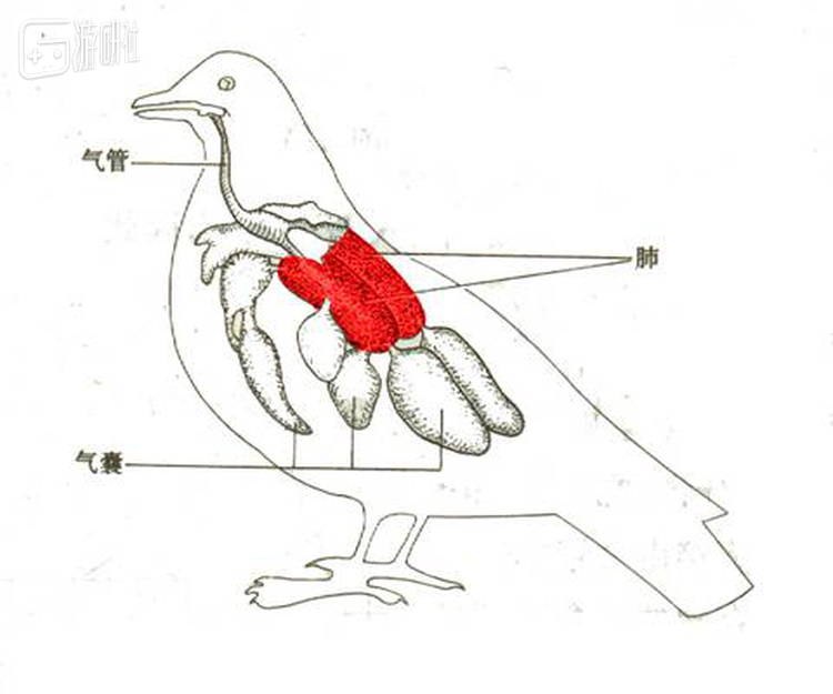 能高效利用氧气的双重呼吸结构，大家的生物课是不是都还给老师了