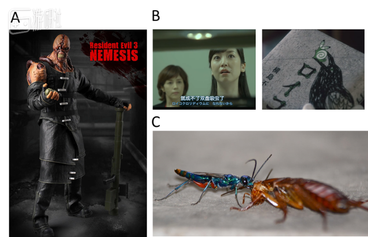 A.生化三中追踪者的手办，寄生虫不仅增加了他的智商，也提升了其衣着品味，使其成为系列中唯一一个好好穿着衣服的怪物BOSS。 B.日剧中双盘吸虫的登场两例。左图：科搜研之女S17E5中，黑川智花饰演的“想要成为双盘吸虫”的女性（妹子你是认真的吗）；右图：刑警弓神S1E9中出现的“双盘吸虫事件”书籍，被感染的蜗牛画的很像。实物比较精神污染，对虫子接受不能的小伙伴们请千万不要搜索相关词汇。 C.美女与野兽般的扁头泥蜂和她的猎物蟑螂。虽然被泥蜂叮过的蟑螂显得很安静，但它们并不是被毒液瘫痪，而是被抑制了逃跑的本能。在这种状态下蟑螂不再倾向于躲避痛苦，而是陷入一种混吃等死的状态（PMID: 26131769） 。