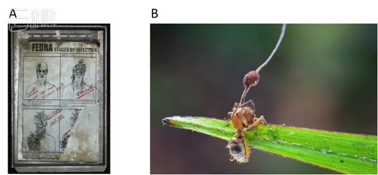 A.TLOU中真菌丧尸的各个种类。游戏以真菌感染的不同程度设计了不同特点的怪物: 从刚刚感染行动缓慢，各方面都还比较正常的普通runner；到中期因为真菌在头部生长，逐渐失去视力但获得敏锐的听觉和回声定位能力的stalker和clicker；最终成为全身被真菌覆盖的bloater。死于任何阶段的感染者都可以散发真菌孢子到空气中，所以游戏中的幸存者们一般都随身携带防毒面具。 B.被Cordyceps真菌感染的某种弓背蚁，高耸的结构是带有真菌孢子的子实体。顺带一提，蚁群似乎有能力辨别感染真菌的蚂蚁（PMID19279680），并经常会将这些感染者扫地出门以保全其它同伴。