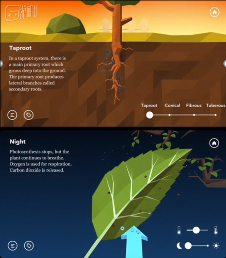上班摸鱼，从观察一株植物开始