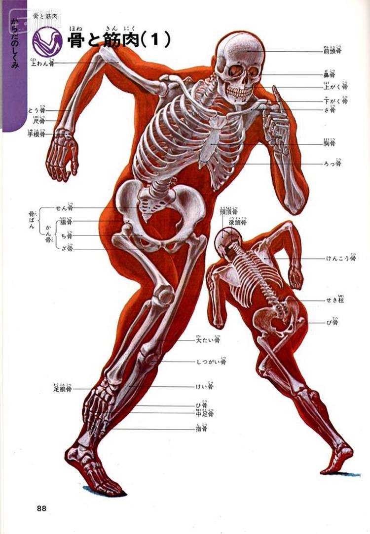 生赖范义1971年为学习研究社的医学书籍绘制了大量插图