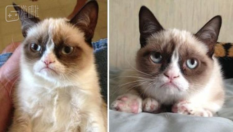 不爽猫最早的照片