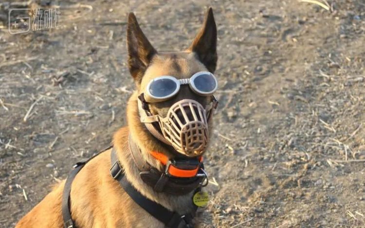 官方第一只嗅蟾犬Nifty，现已因疾病而过世