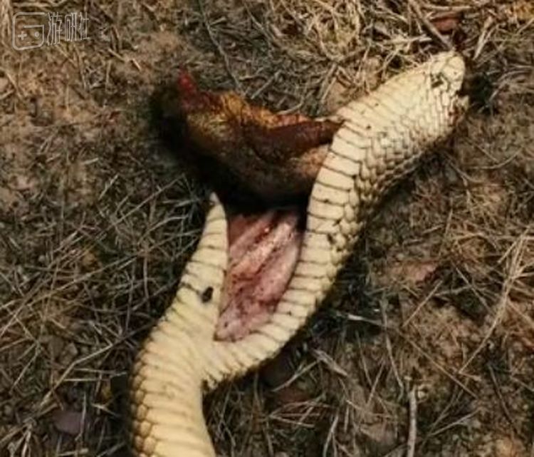 蛇尸体中的甘蔗蟾蜍