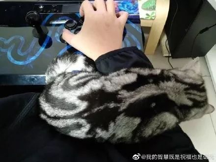 “感触我国格斗界一颗然然升起的巨星被猫耽误了!”——微博用户@我的智慧既是祝福也是诅咒 “感触我国格斗界一颗然然升起的巨星被猫耽误了!”——微博用户@我的智慧既是祝福也是诅咒