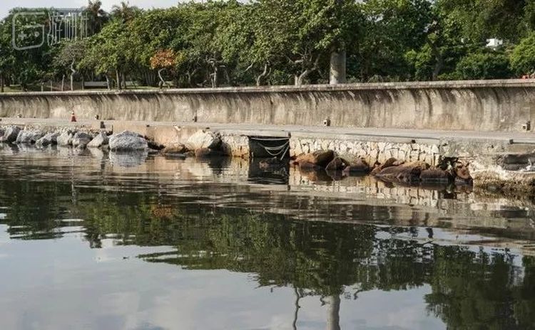 巴西里约码头边的污水排水口