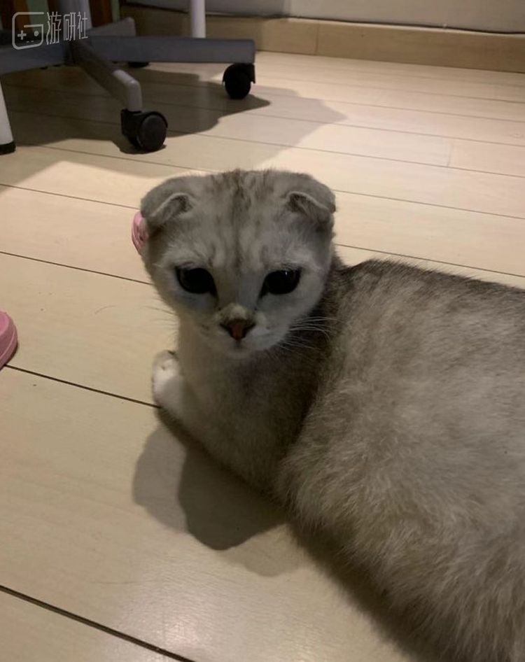 怀孕的英国短毛猫