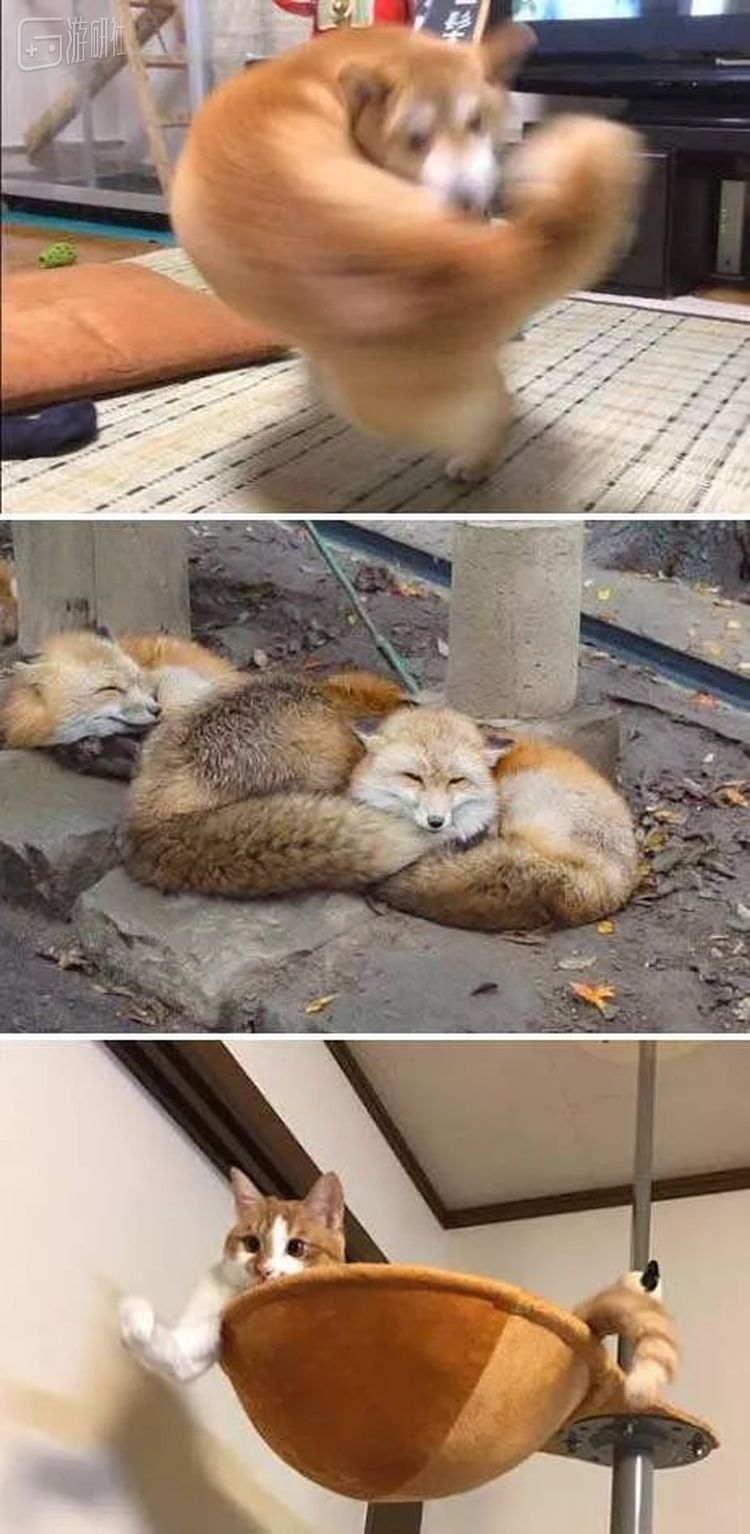 图片来自@tachiyomimaster