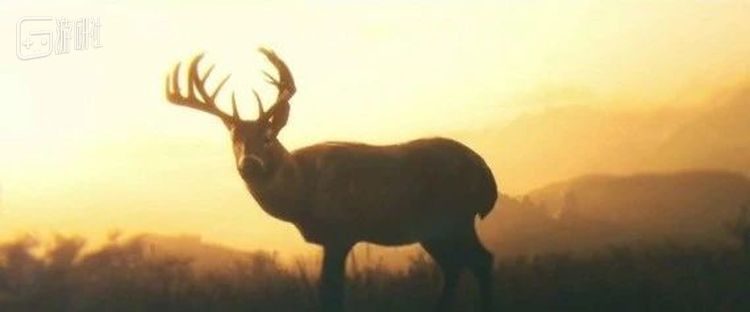 如果你在《荒野大镖客2》里当个好人，结尾就会看到这头雄鹿
