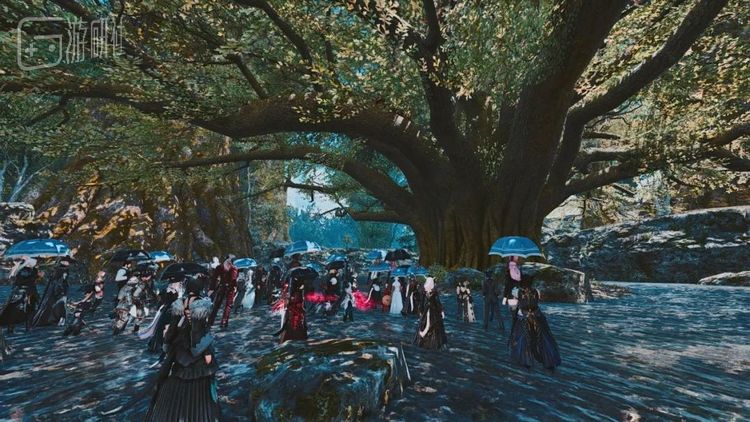 玩家们在黑衣森林中央林区的长老树下