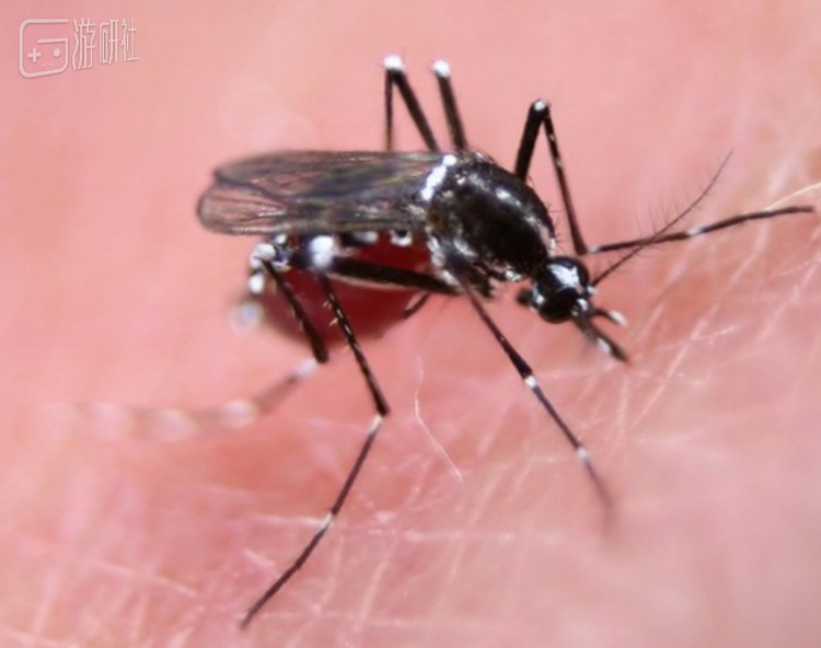 黑白相间的埃及伊蚊