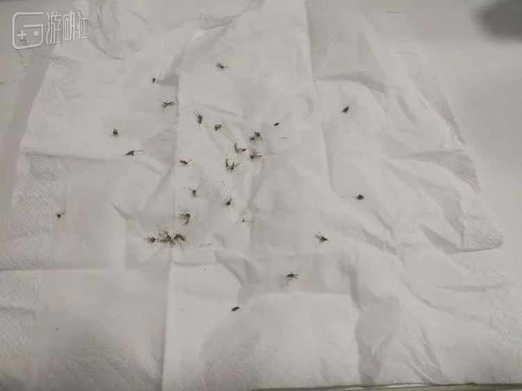 某次乡下纪行的战果，正所谓骑士不死于徒手