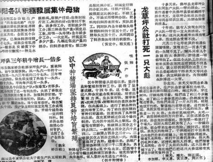 1964年汉中佛坪县打虎新闻