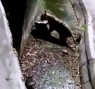 印度动物园里的圈养虎捕杀不幸跌落的游客