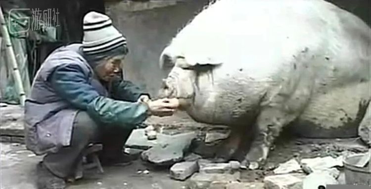 刘老太和她的猪/纪录片《伴》