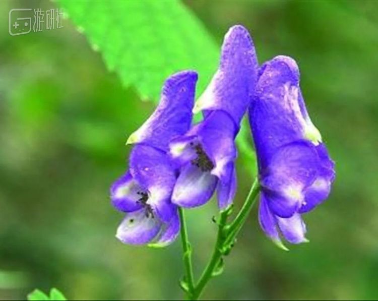 传说刻耳柏洛斯被赫拉克勒斯带到人间后，留下的口水落在地上长出了有毒的乌头草