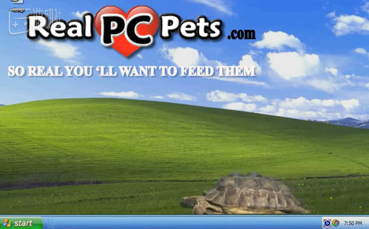 哦！在电脑桌面上养一只龟龟一直以来都是我的梦想！