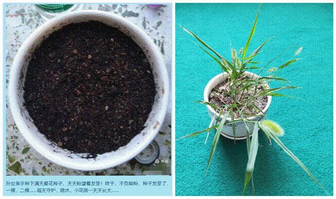 狗尾巴草也没想到自己能有坐花盆的待遇吧