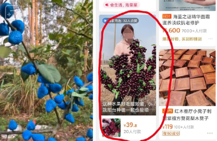 童年传说成真了：没什么是树上长不出来的