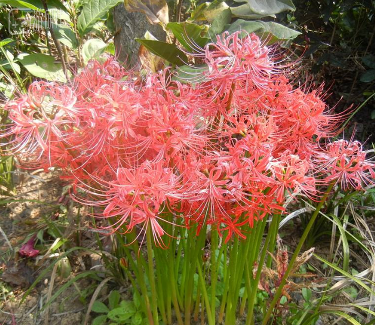 石蒜花球经常冒充郁金香出售