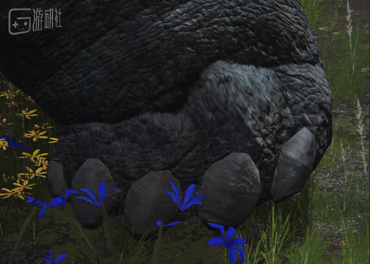 兽足代表：米瑞尔的乌龟足