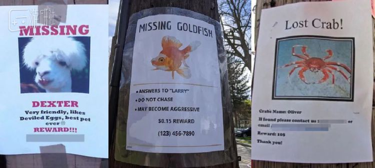 走丢的羊驼、金鱼和螃蟹