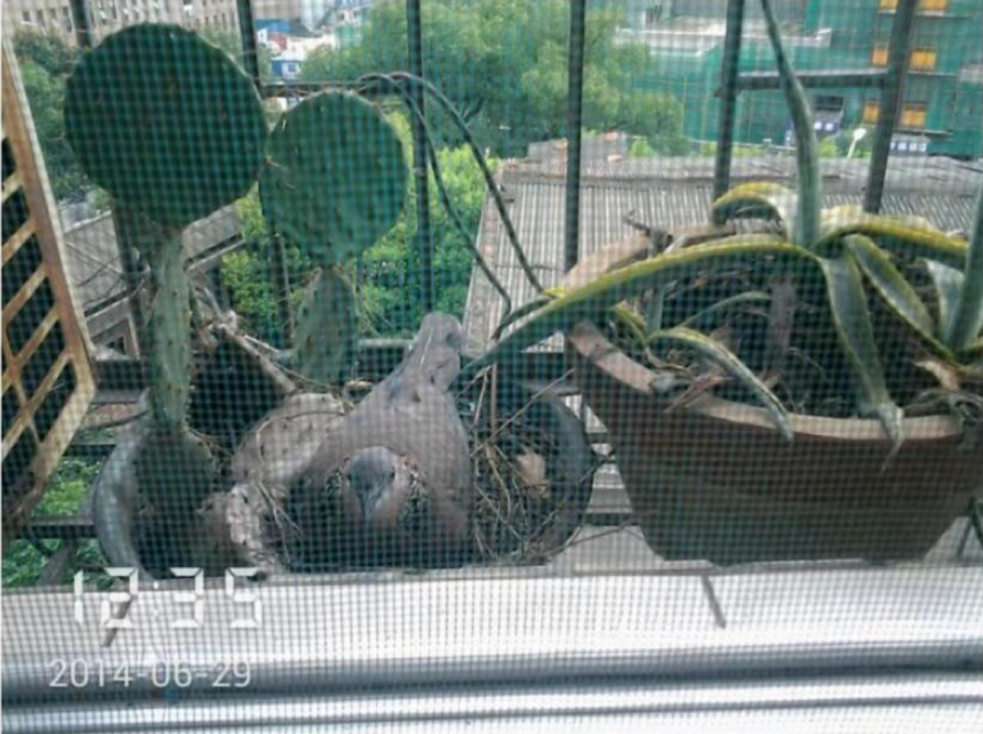 在家裡窗臺搭起窩的斑鳩，攝於2014
