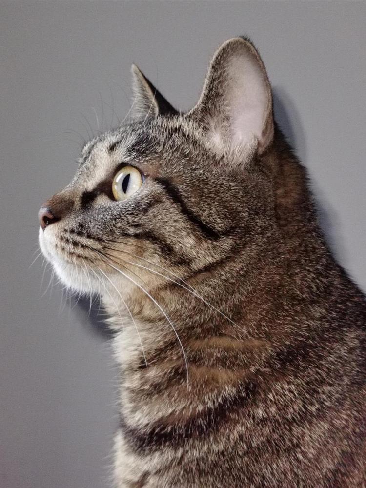 狸花猫的侧脸 来自游研社